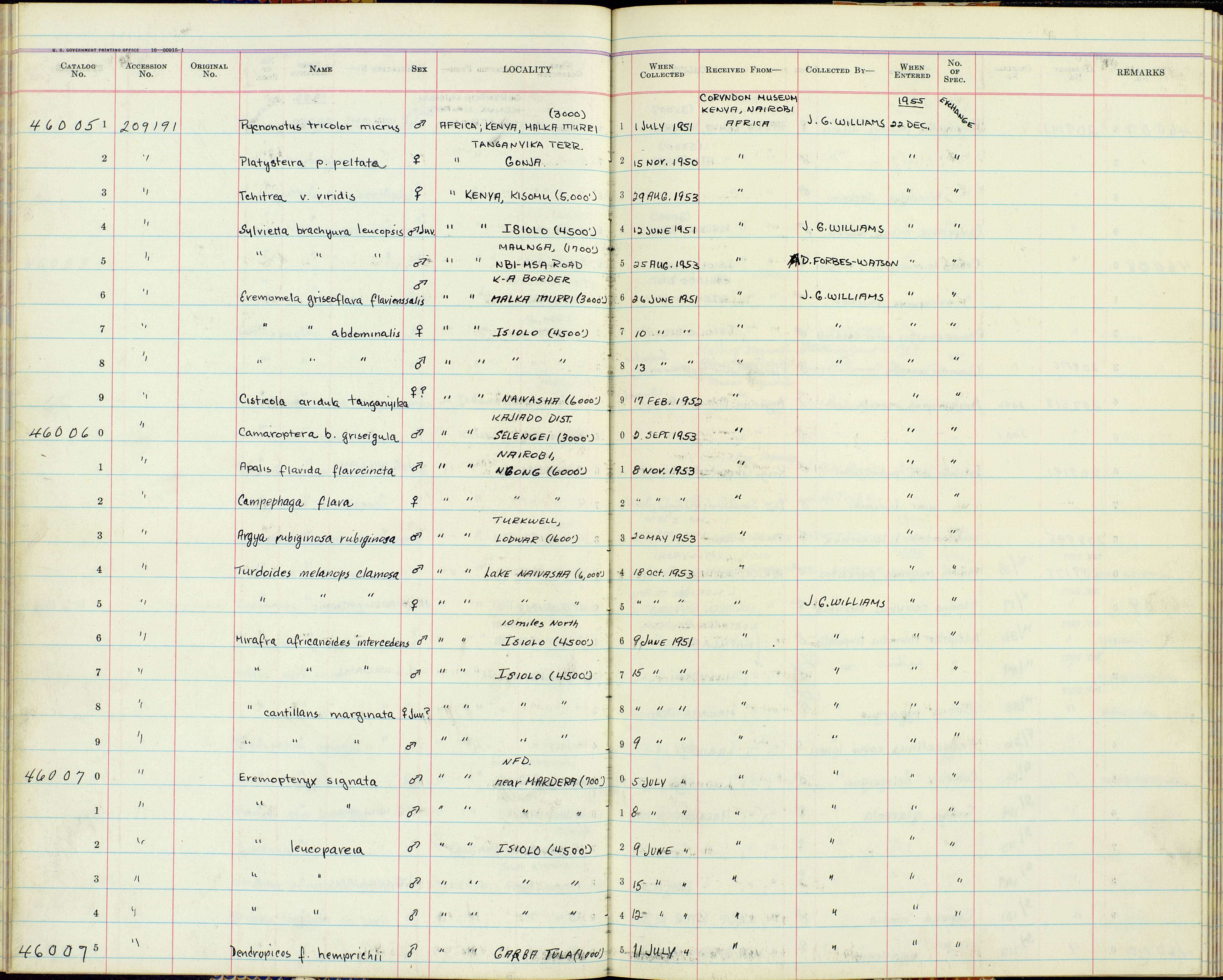 صورة Eremopterix signatus signatus (Oustalet 1886)