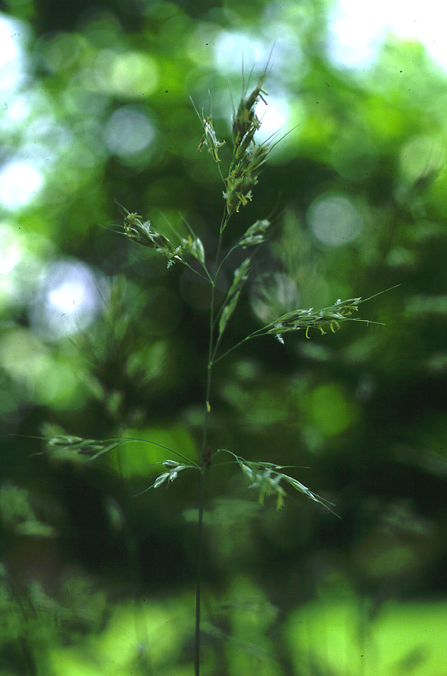 Image of blue oat grass