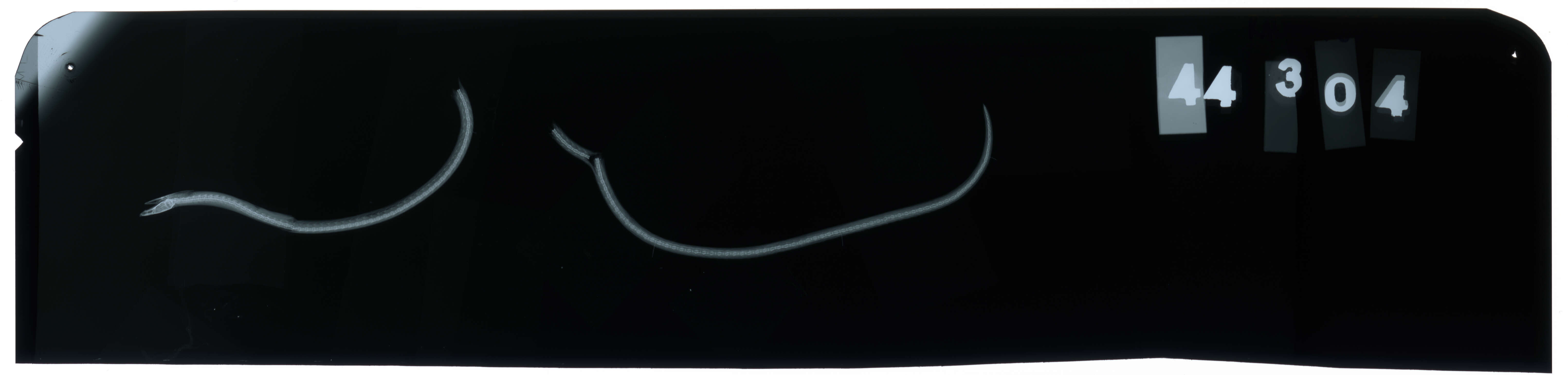 Image of Finless eel