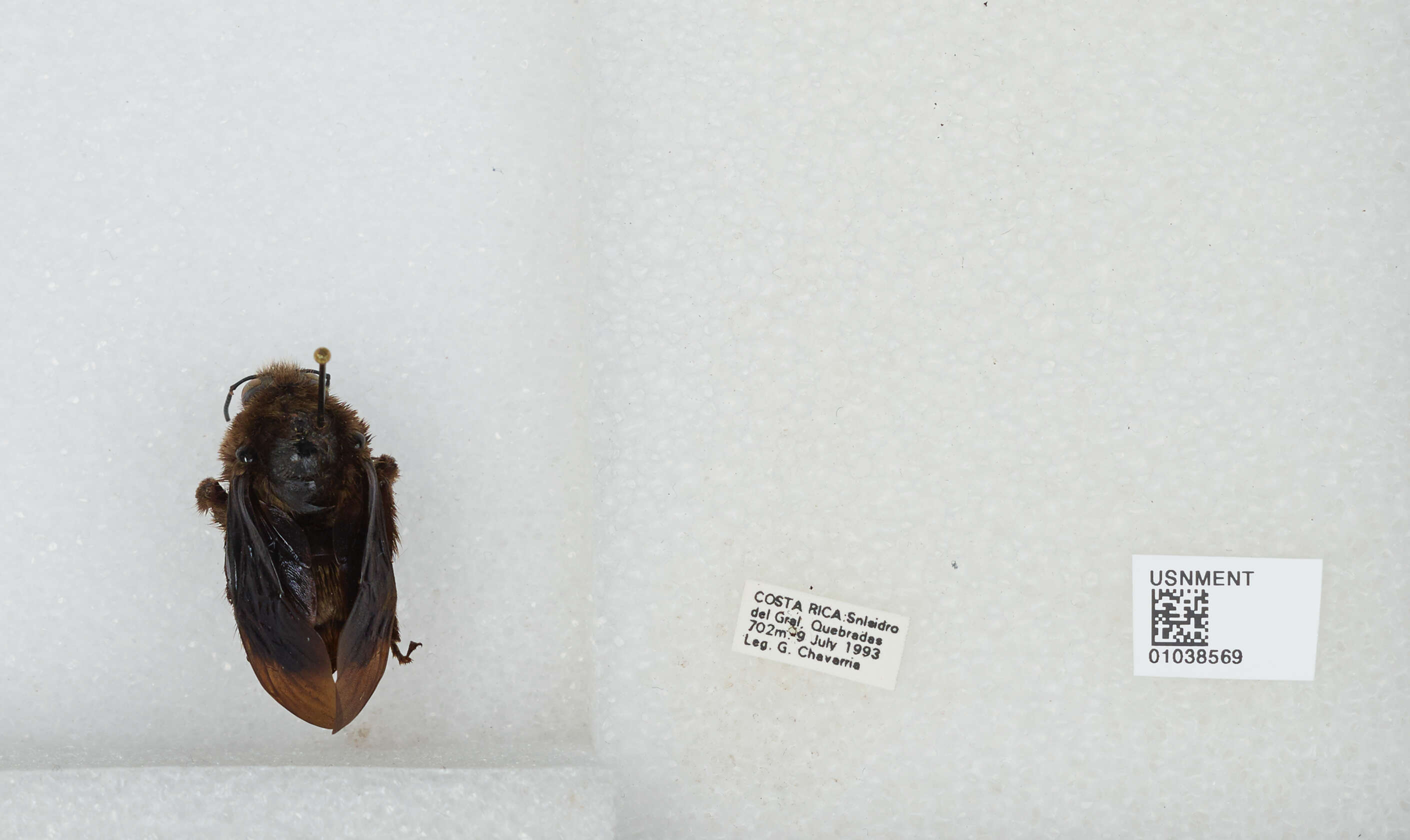 Image of Bombus pullatus Franklin 1913