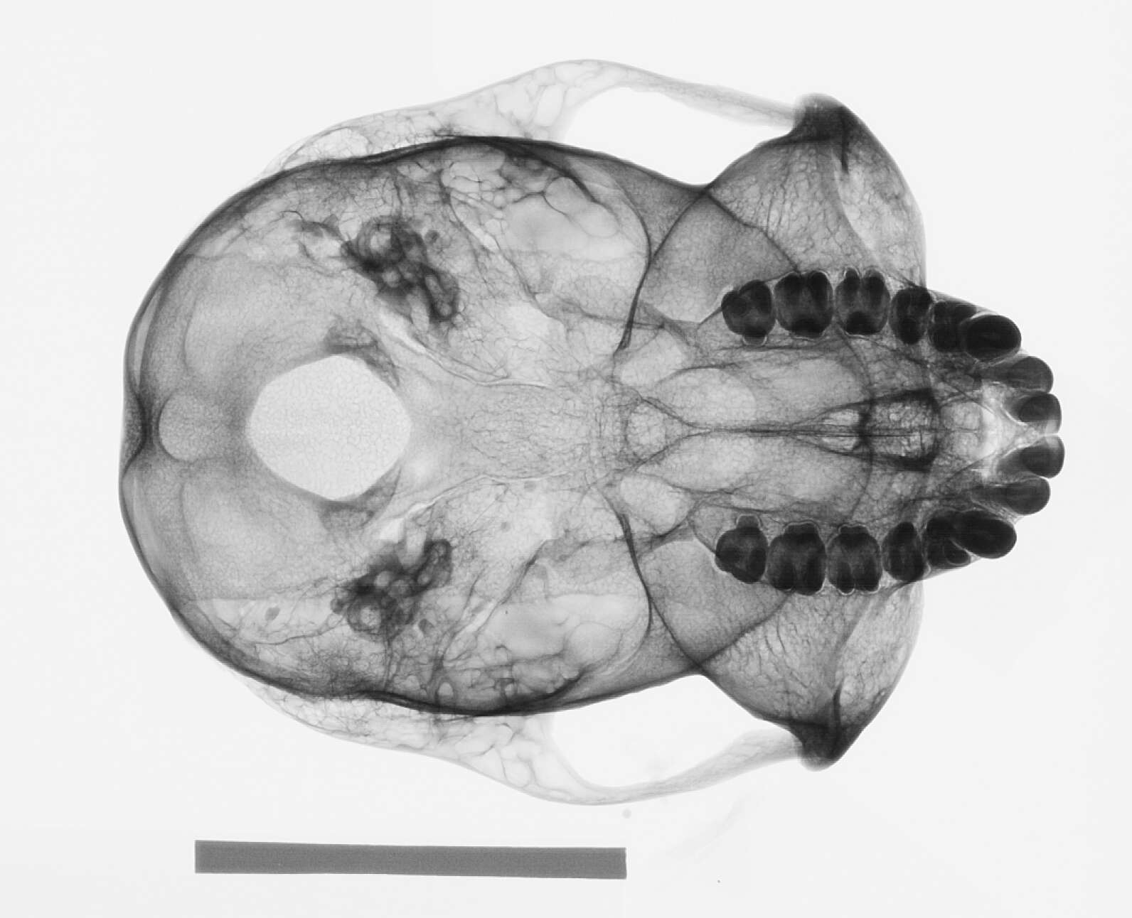 Image of Presbytis sumatrana (Müller & Schlegel 1841)