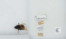 Image of Bombus rufofasciatus Smith 1852