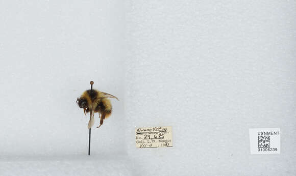 Image of Frigid Bumble Bee