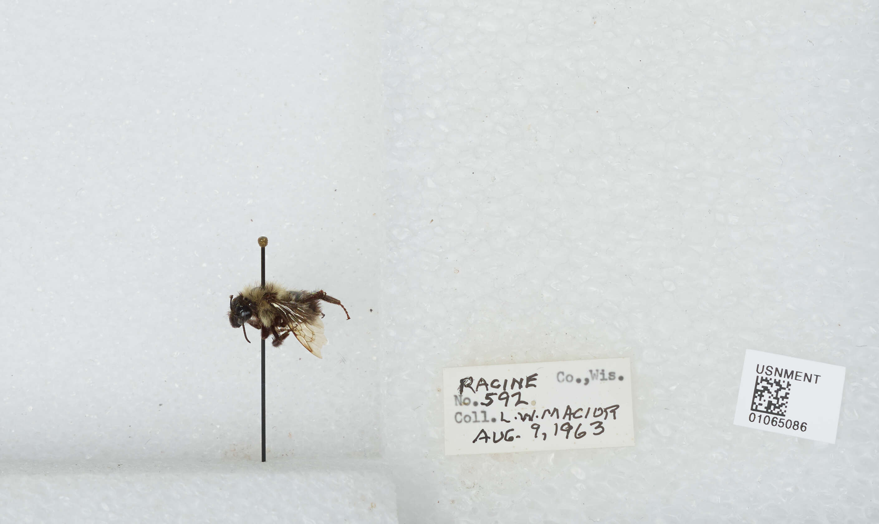 Слика од Bombus affinis Cresson 1864