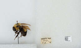 Слика од Bombus affinis Cresson 1864