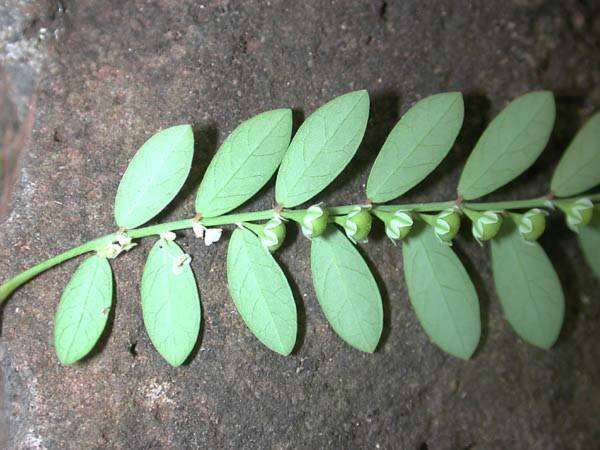 Image de Phyllanthus debilis J. G. Klein ex Willd.