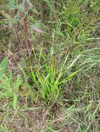 Image of Tall Yellow-Eyed-Grass