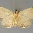 Image of Catacrismia hirsutaria Schaus 1913