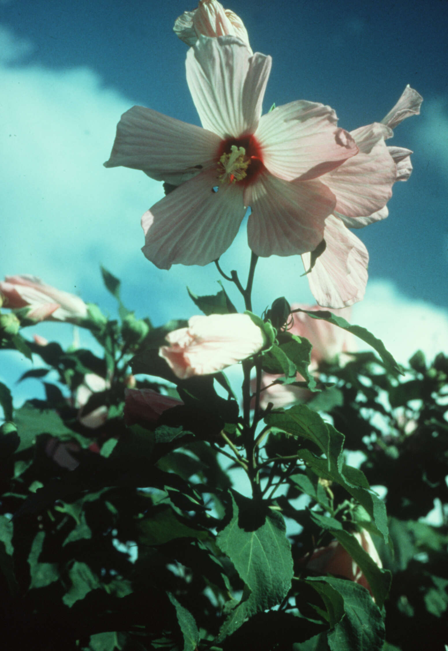 Image of crimsoneyed rosemallow