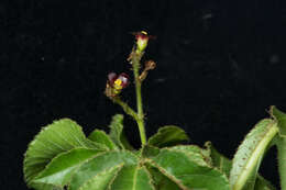 Image of bellyache bush