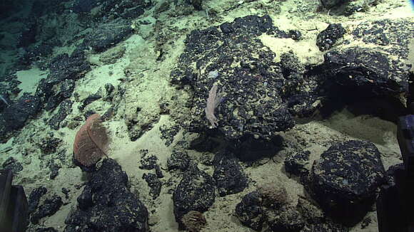 Image of shingled tree coral