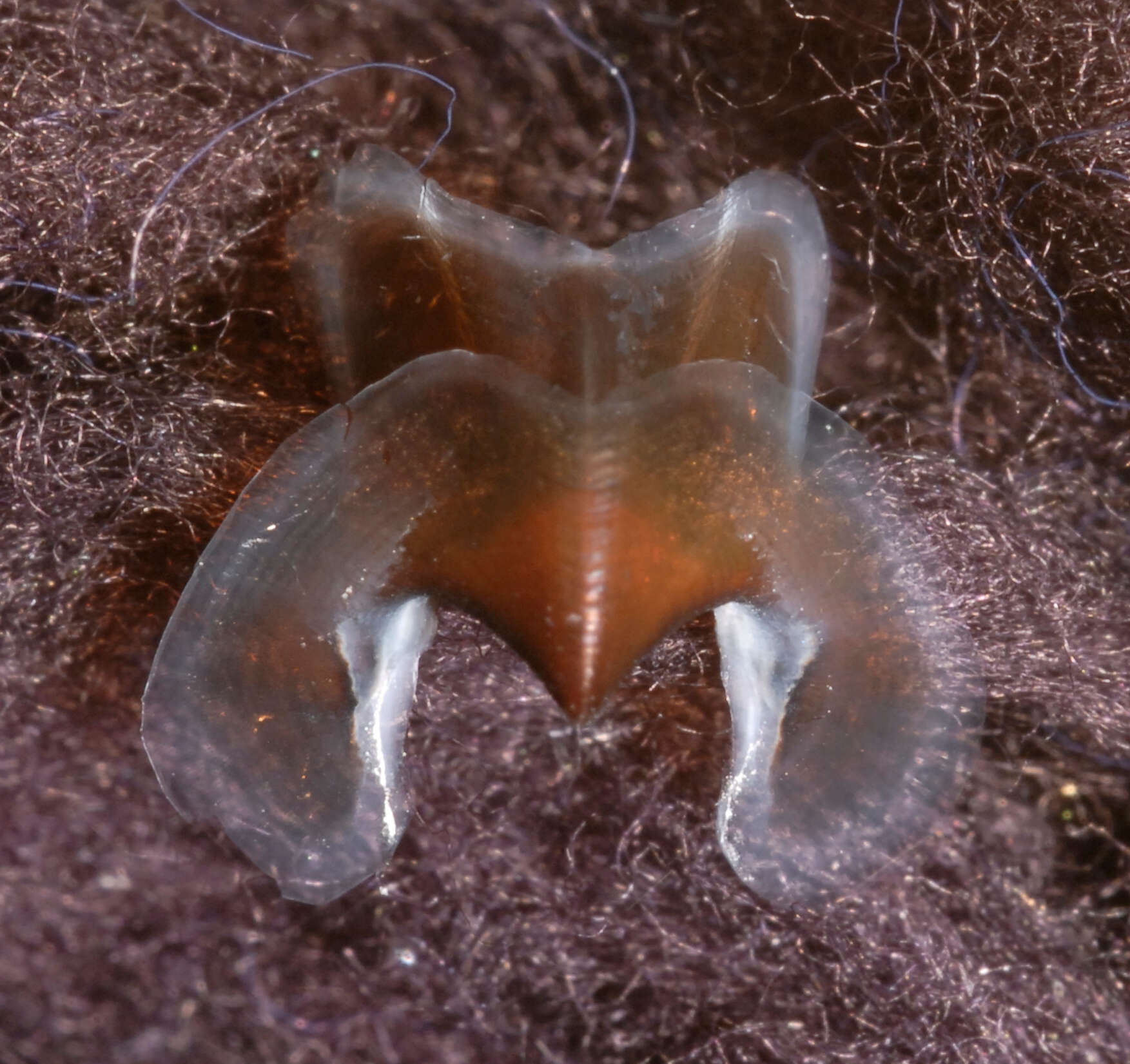 Image of Narrowteuthis nesisi Young & Vecchione 2005