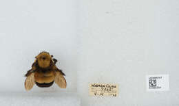 Слика од Bombus affinis Cresson 1864