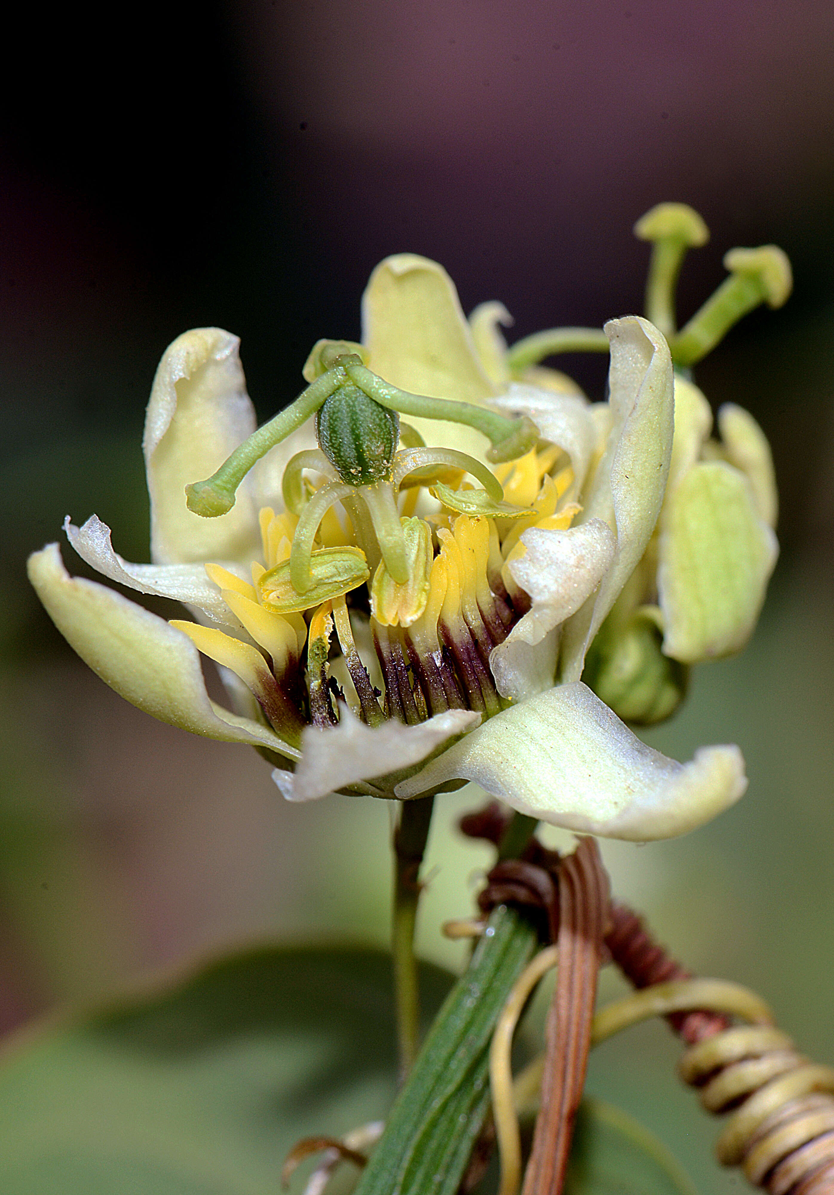 Image of twoflower passionflower