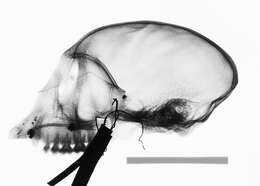 Plancia ëd Cercopithecus cephus cephodes Pocock 1907