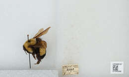 Слика од Bombus affinis Cresson 1864