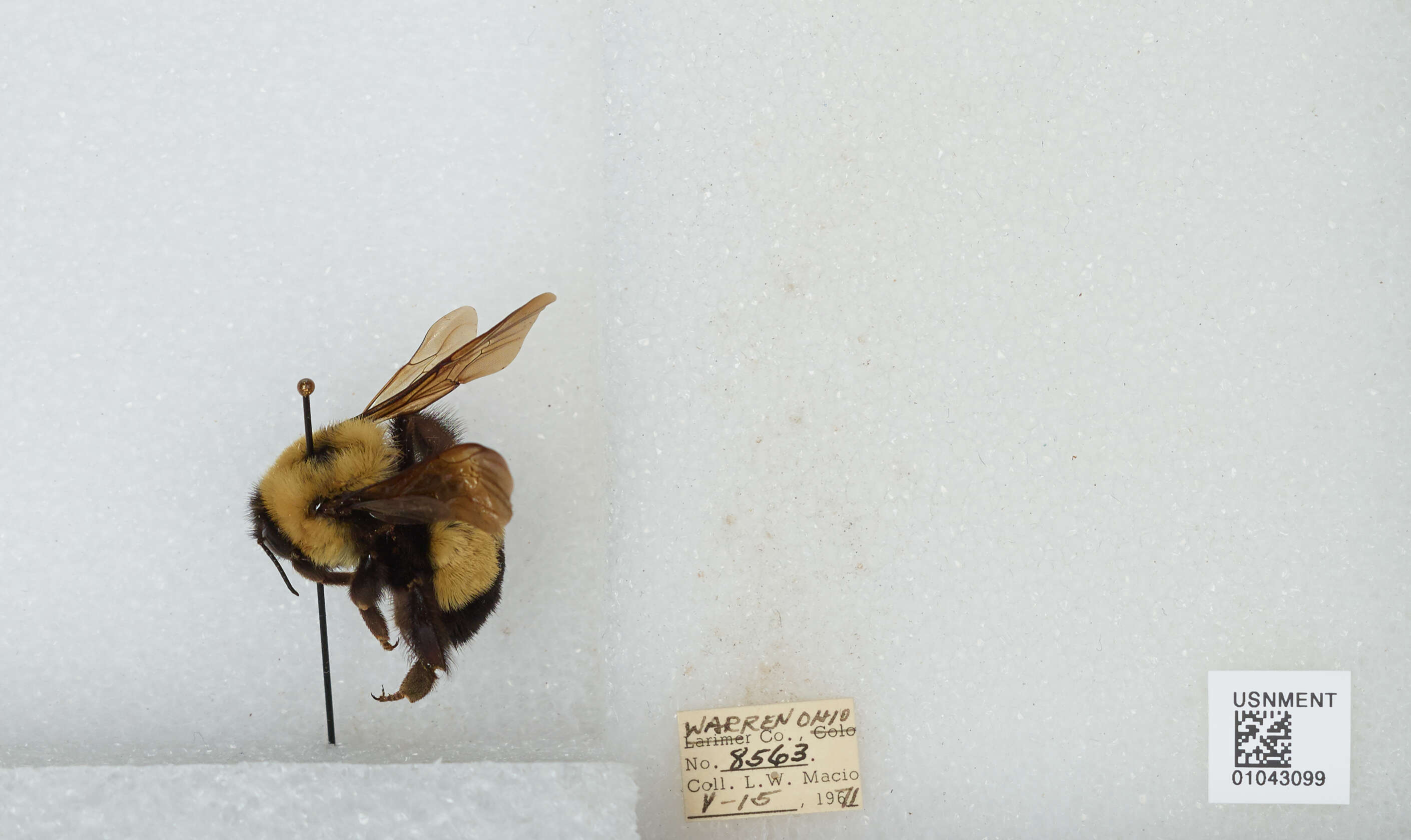 Слика од Bombus affinis Cresson 1864