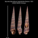 Image of Myurella duplicatoides