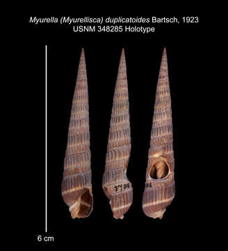 Image of Myurella duplicatoides