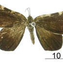 صورة Heterusia simulatrix Dognin 1907