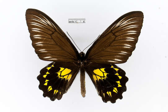 Image of Troides miranda (Butler 1869)