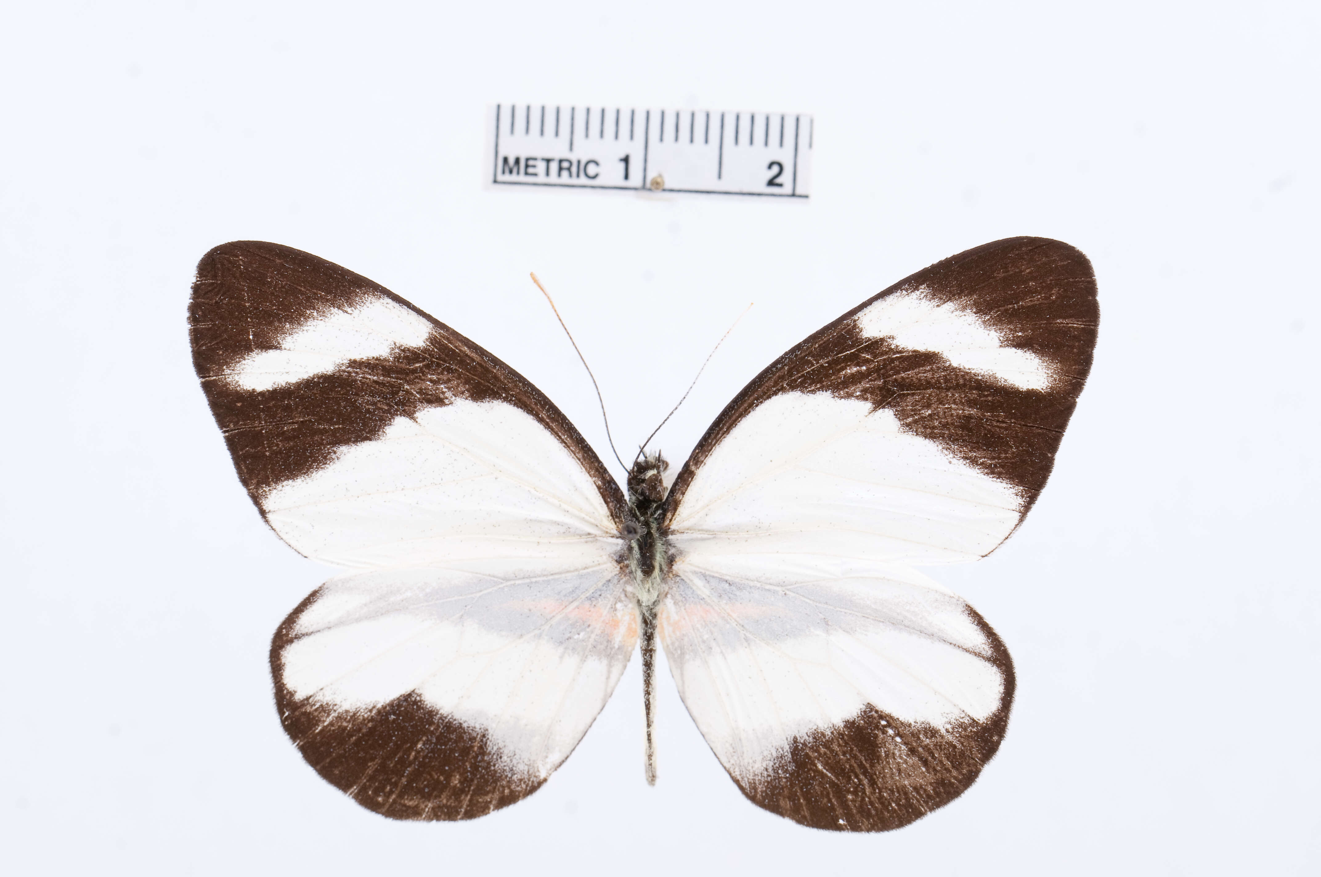 Image of Perrhybris lorena (Hewitson 1852)