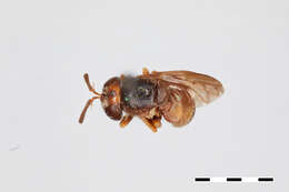 Image of Microdon fuscipennis (Macquart 1834)