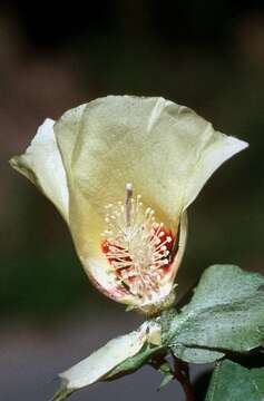 Image of Sea Island Cotton