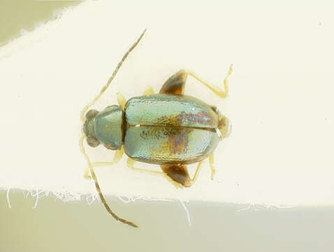 Image of Aphthona Chevrolat 1836