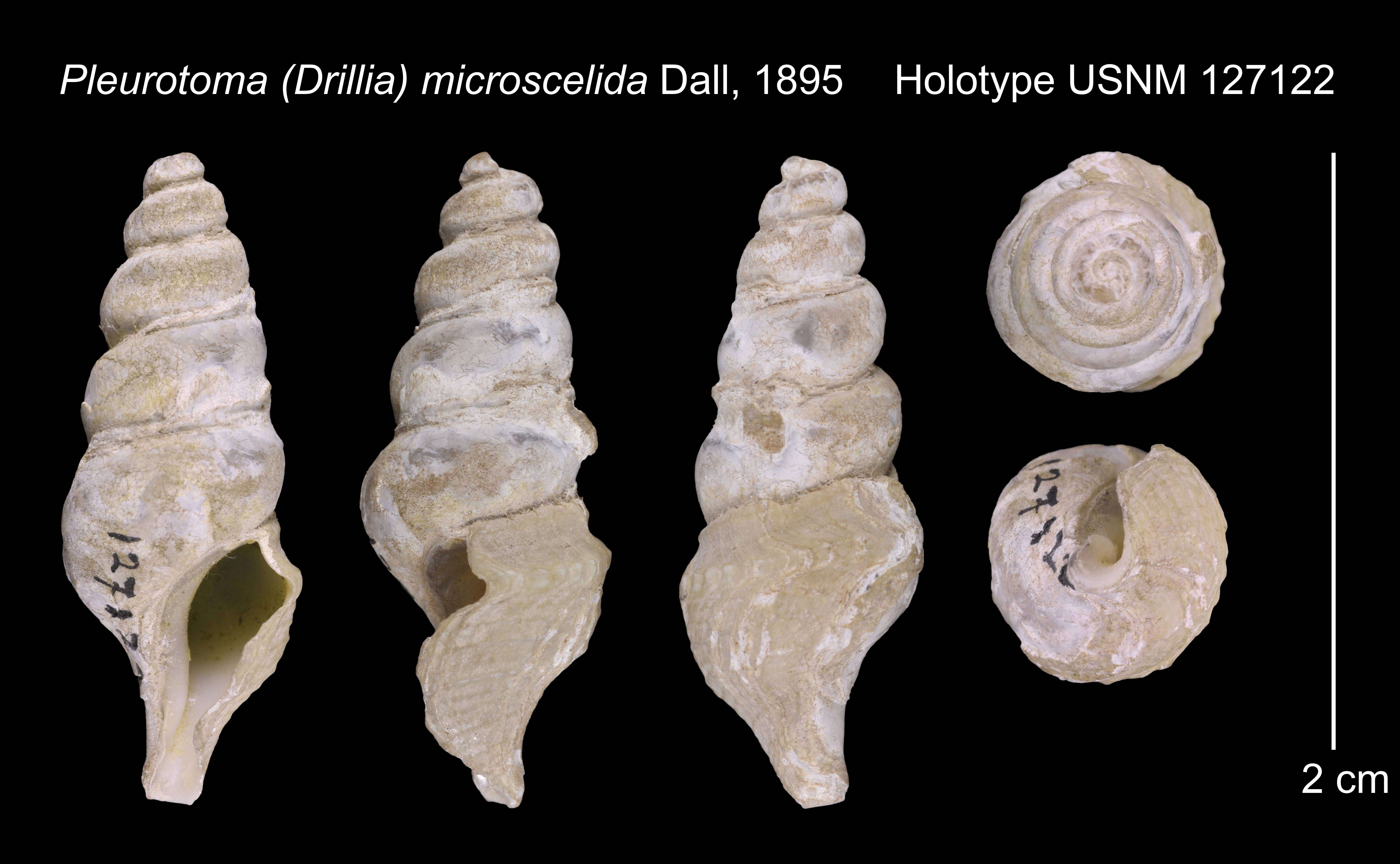 Image of Cryptogemma praesignis (E. A. Smith 1895)