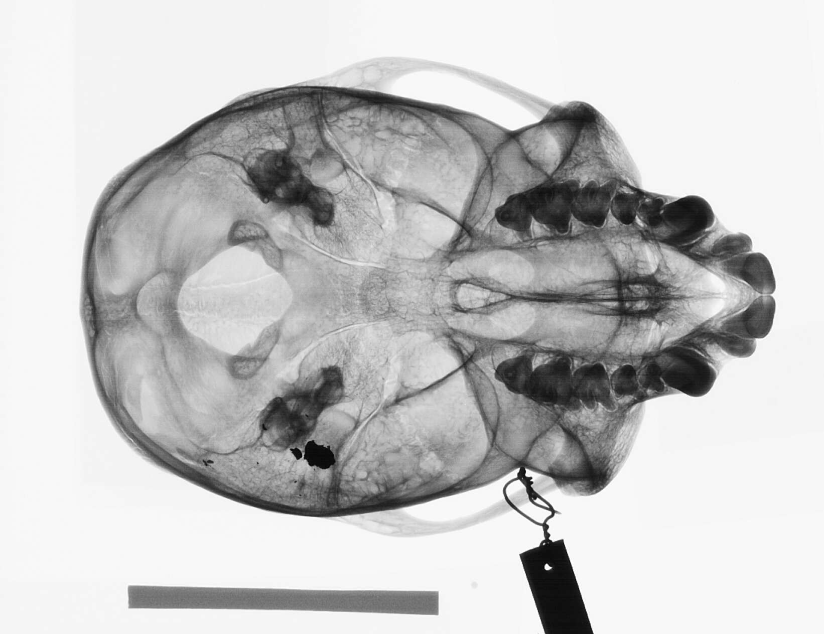 Plancia ëd Cercopithecus cephus cephodes Pocock 1907