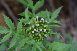 صورة Erechtites valerianifolius (Wolf ex Rchb.) DC.