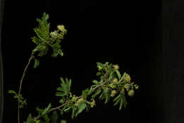 Sivun Havardia pallens (Benth.) Britton & Rose kuva