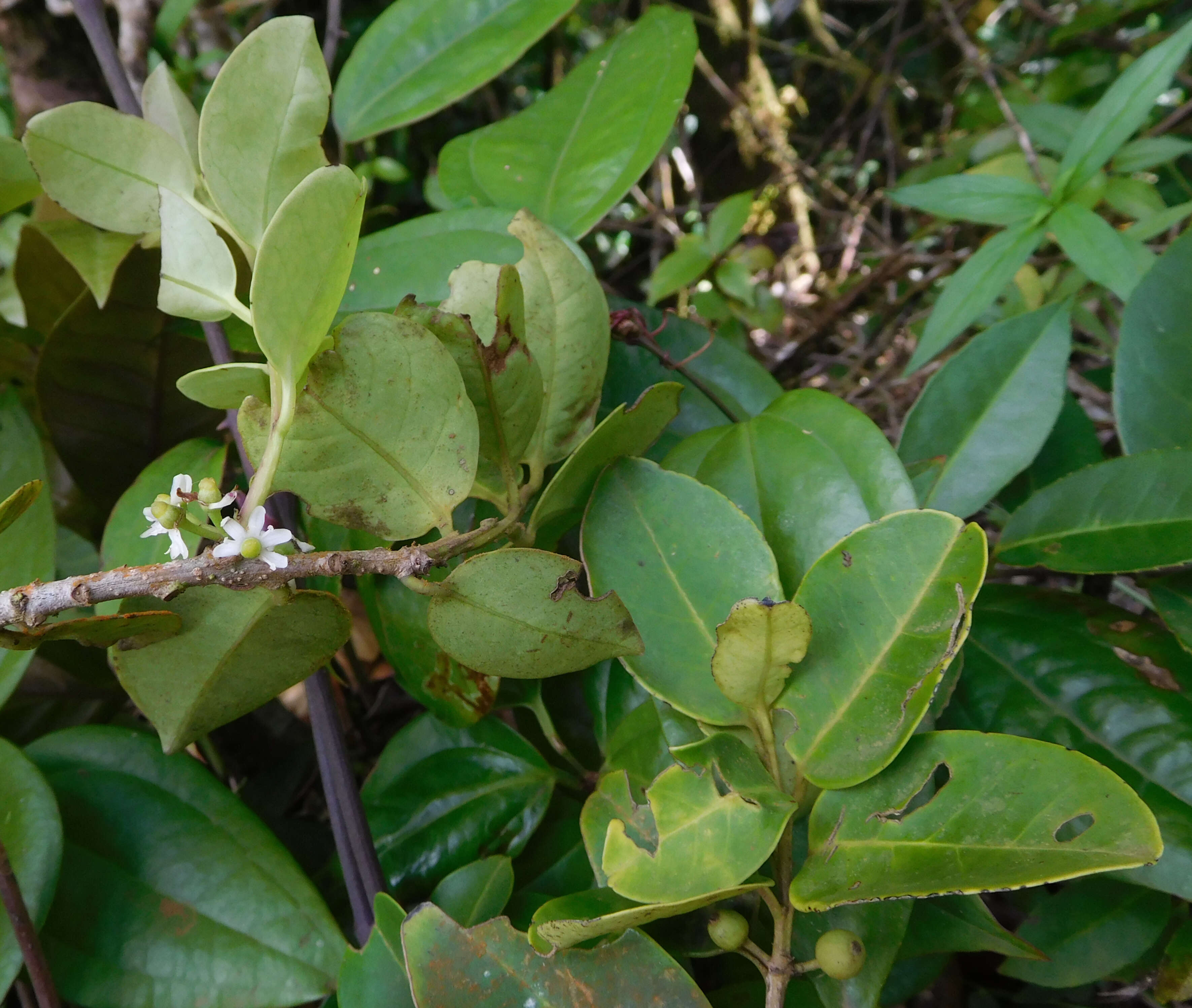 Ilex sideroxyloides (Sw.) Griseb. resmi