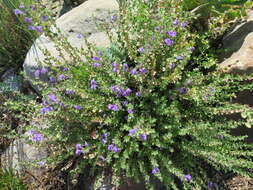 Image of Scutellaria L.