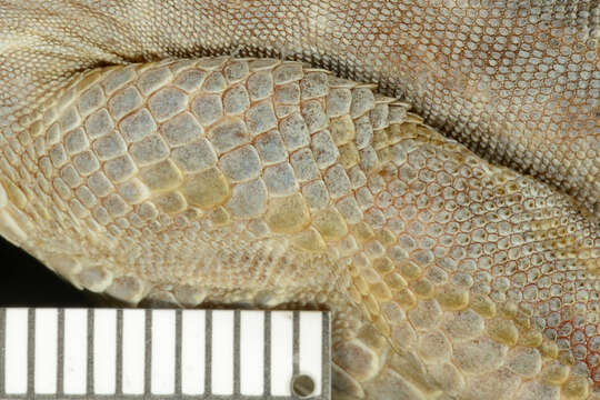 Image of Holmberg's Desert Tegu