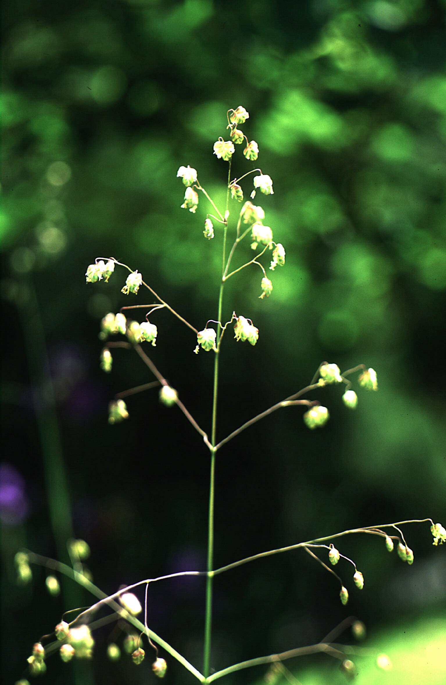 Image of perennial quakinggrass