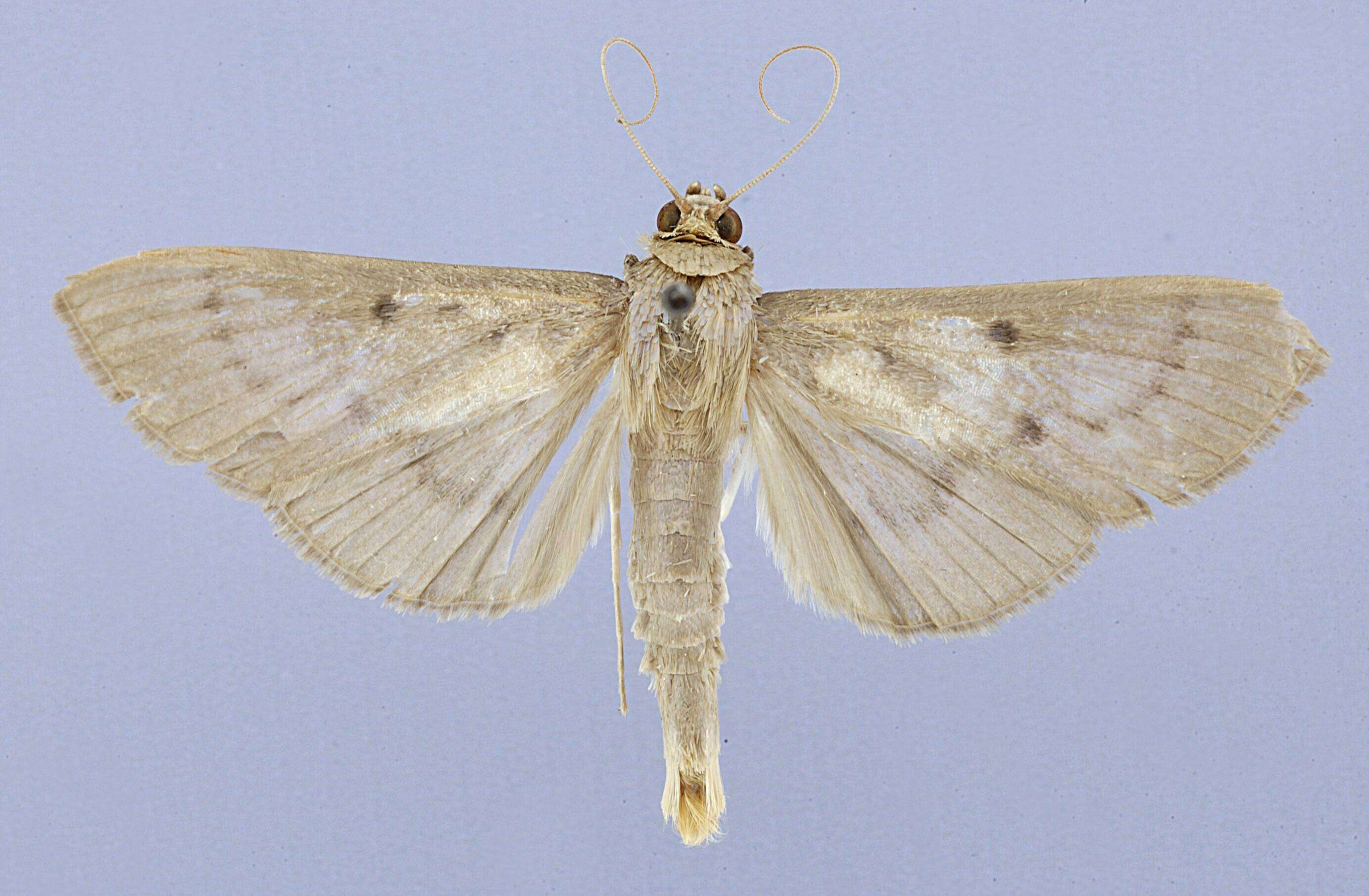 Image of Syllepte banosalis Schaus 1927