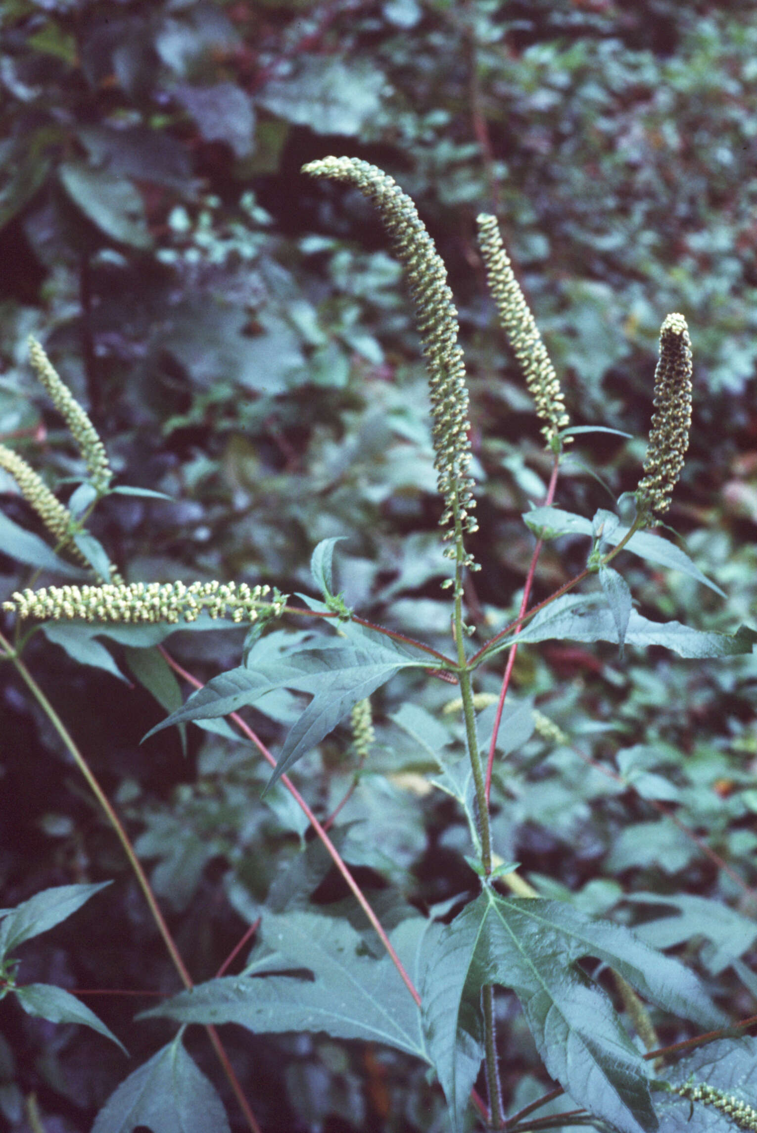 Image of Ambrosia trifida L.