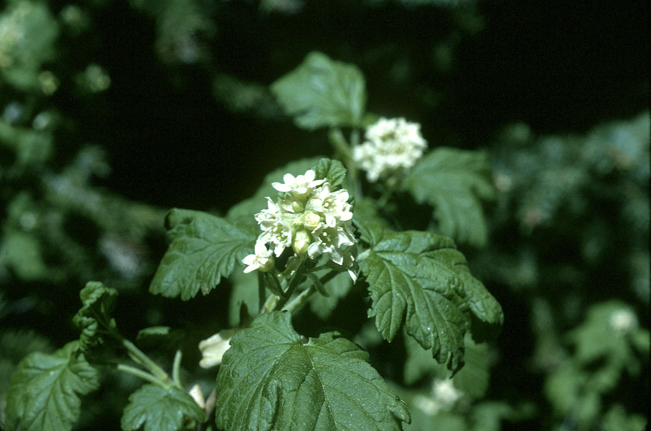 Image of Winaha Currant