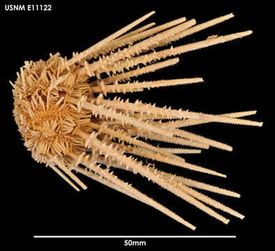 Image of Austrocidaris spinulosa Mortensen 1910