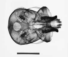 Image de Hylobates lar entelloides I. Geoffroy Saint-Hilaire 1842