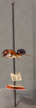 Plancia ëd Camponotus caryae (Fitch 1855)