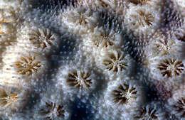 Image of Vase coral