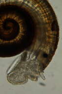 Image of Ammonicera Vayssière 1893