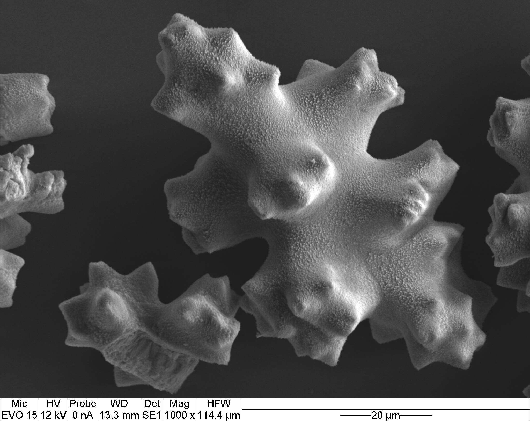 Image of Pleurocorallium porcellanum (Pasternak 1981)