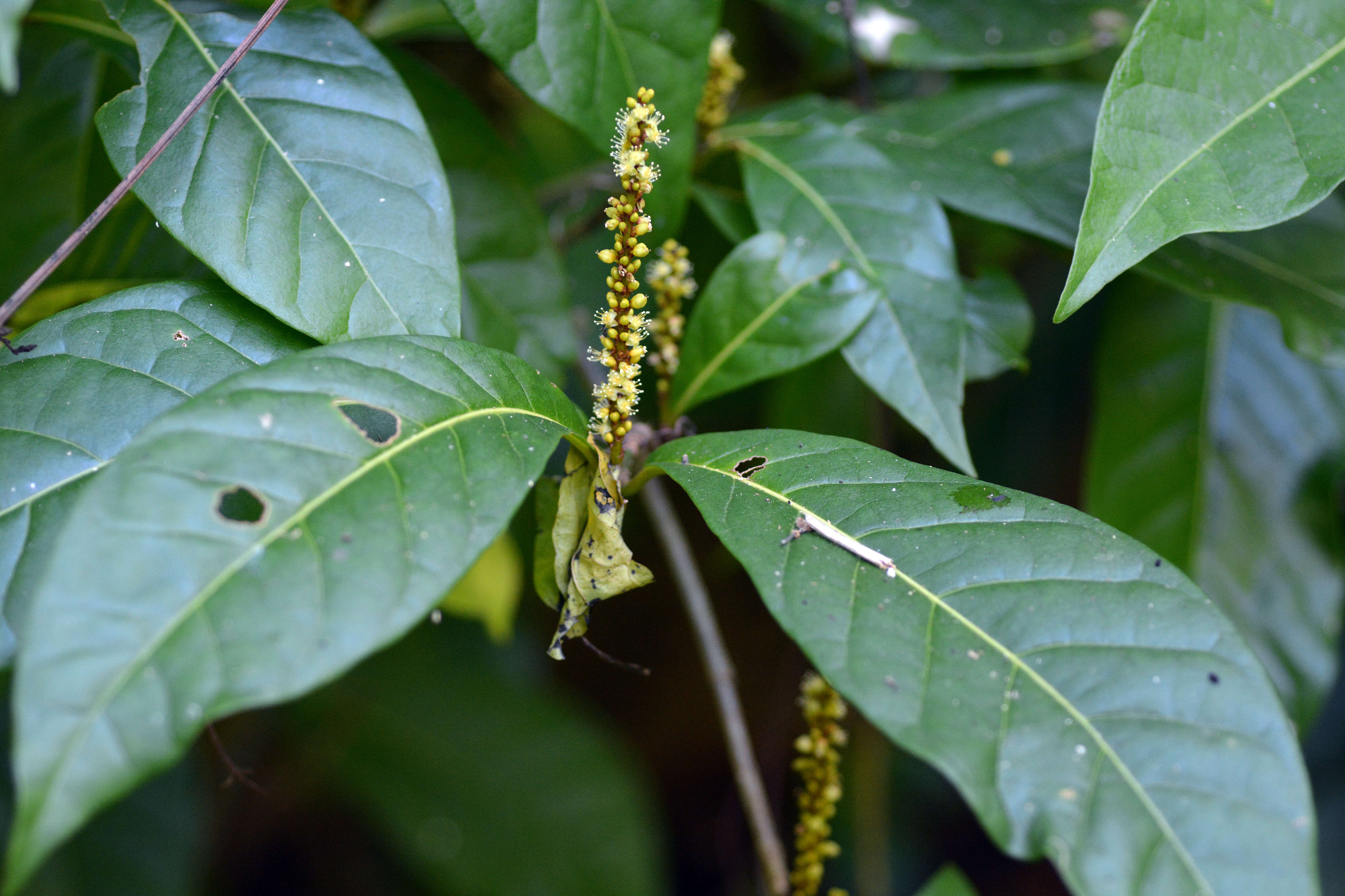 Coccoloba venosa L. resmi