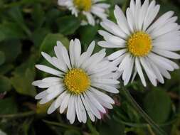 Image of Daisy