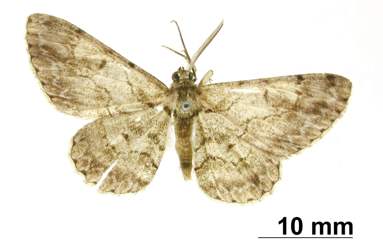 Image of Iridopsis memor Warren 1906