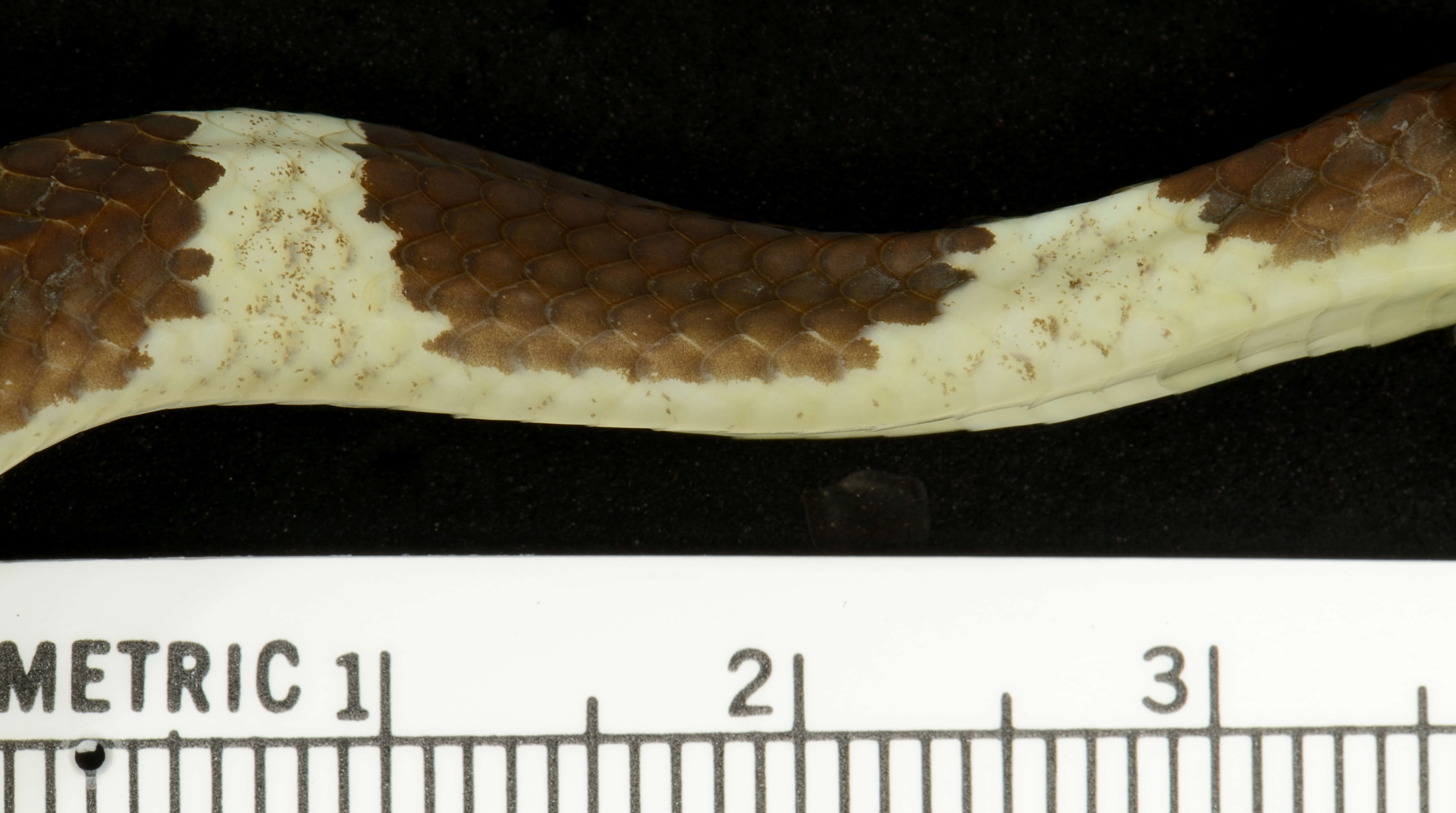 Image of Blanford's Bridal Snake